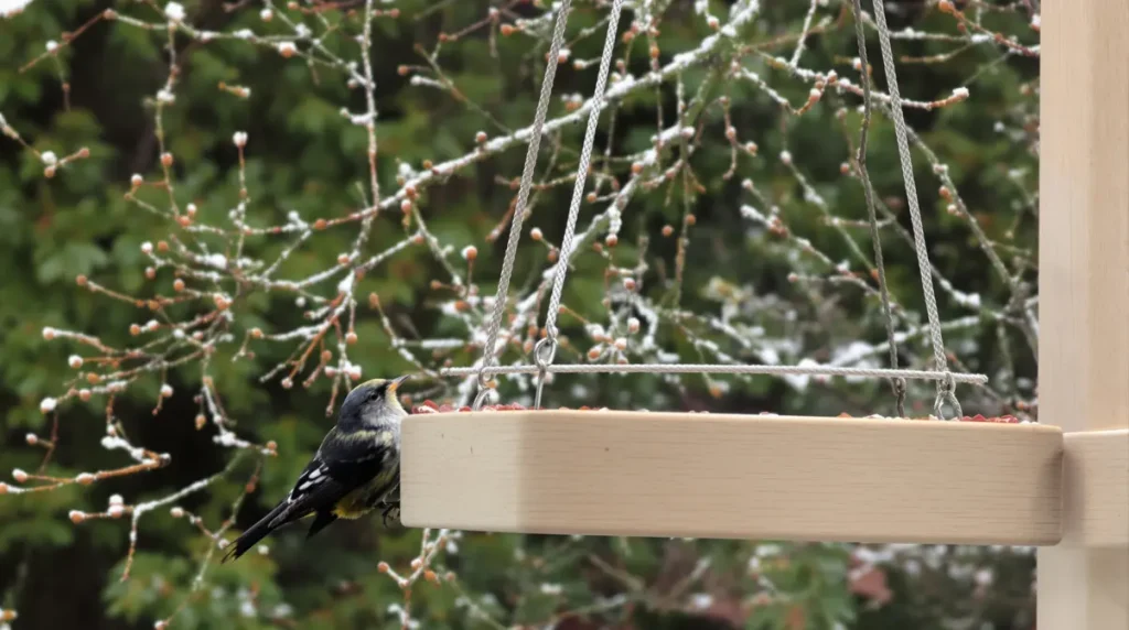 La couleur qui séduit les mésanges
