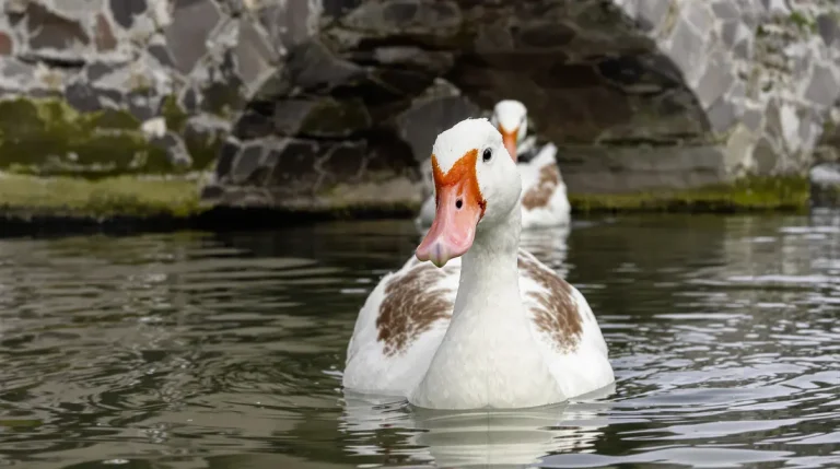 Noir, blanc et rouge : c&rsquo;est quoi cet étrange oiseau qui nage dans la Vilaine, à Rennes ?